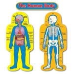 CD-3215 Child size human body bulletin board display