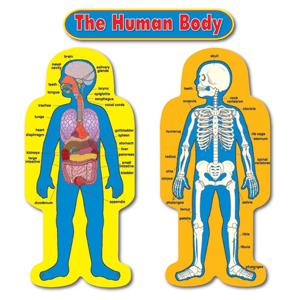 CD-3215_L CD-3215 Child size human body bulletin board display - Image 1